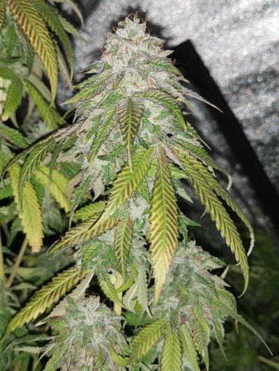 AUTO Pink Bubblez