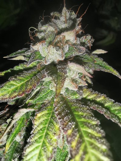 AUTO Watermelon Gas