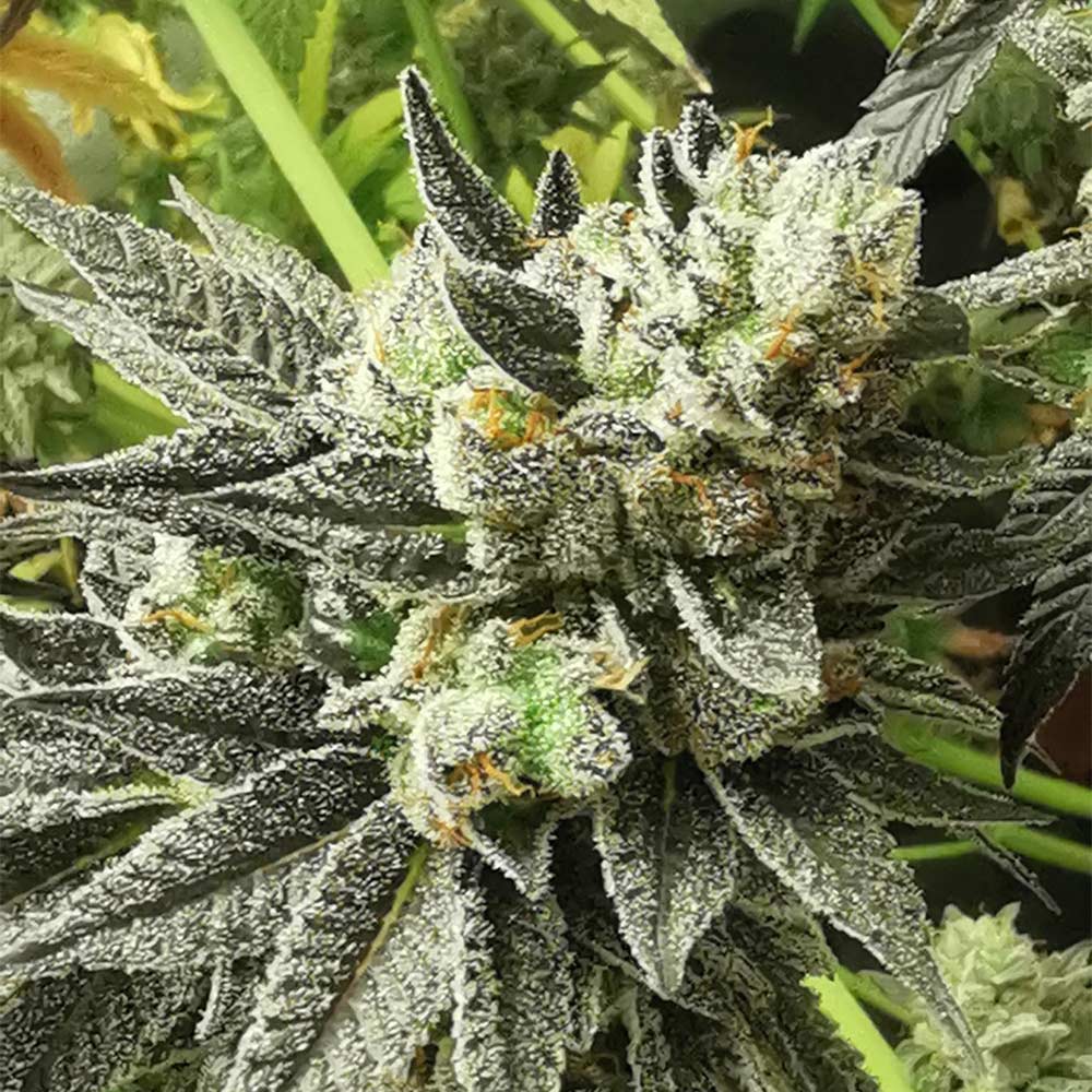 britscotts-og-image