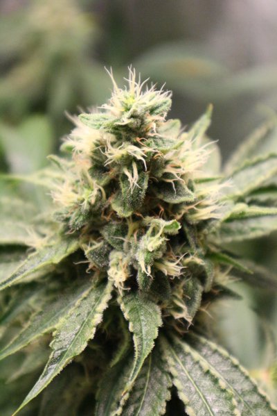 Chemhead OG