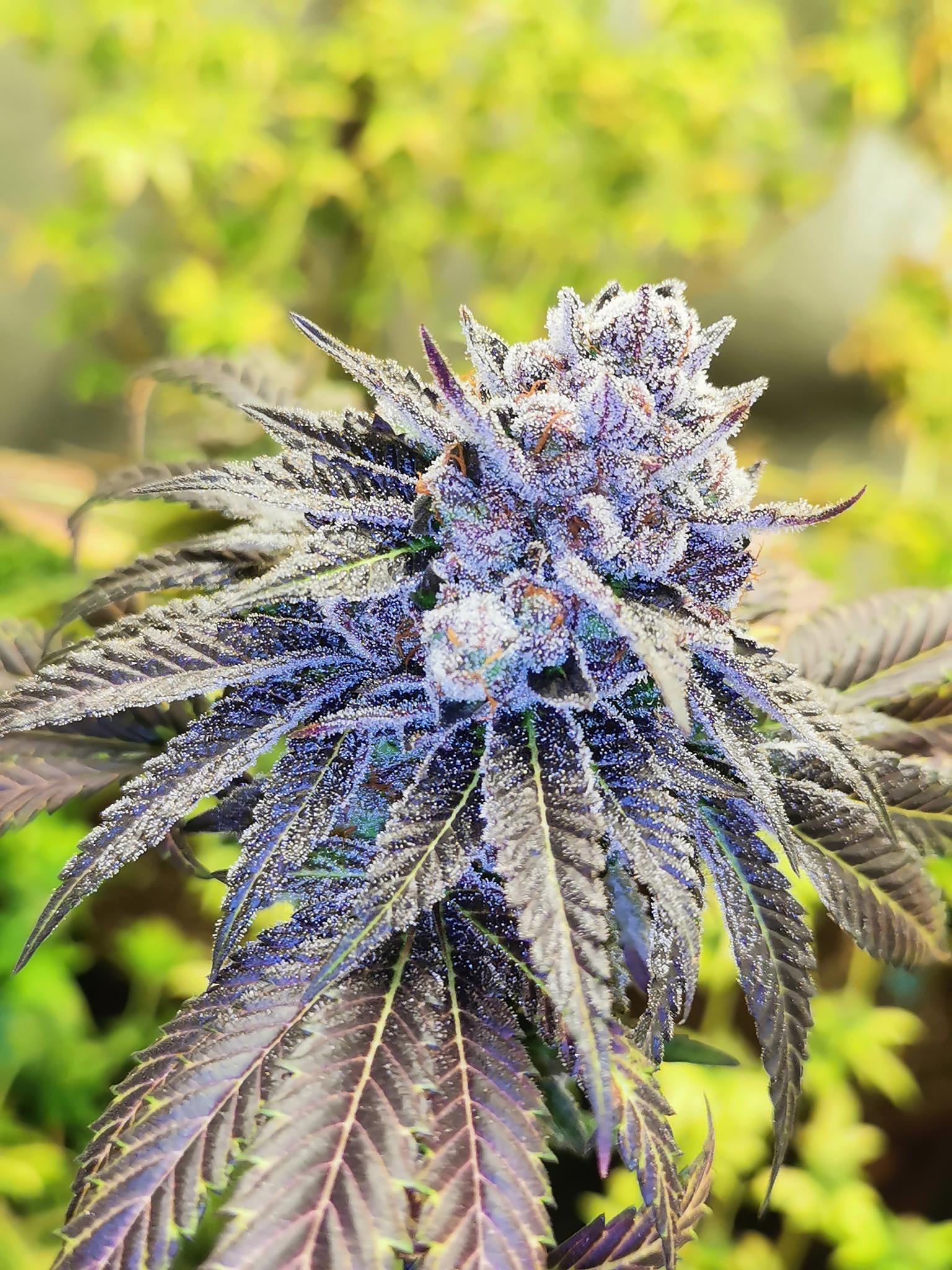 gelato-poppaz-image