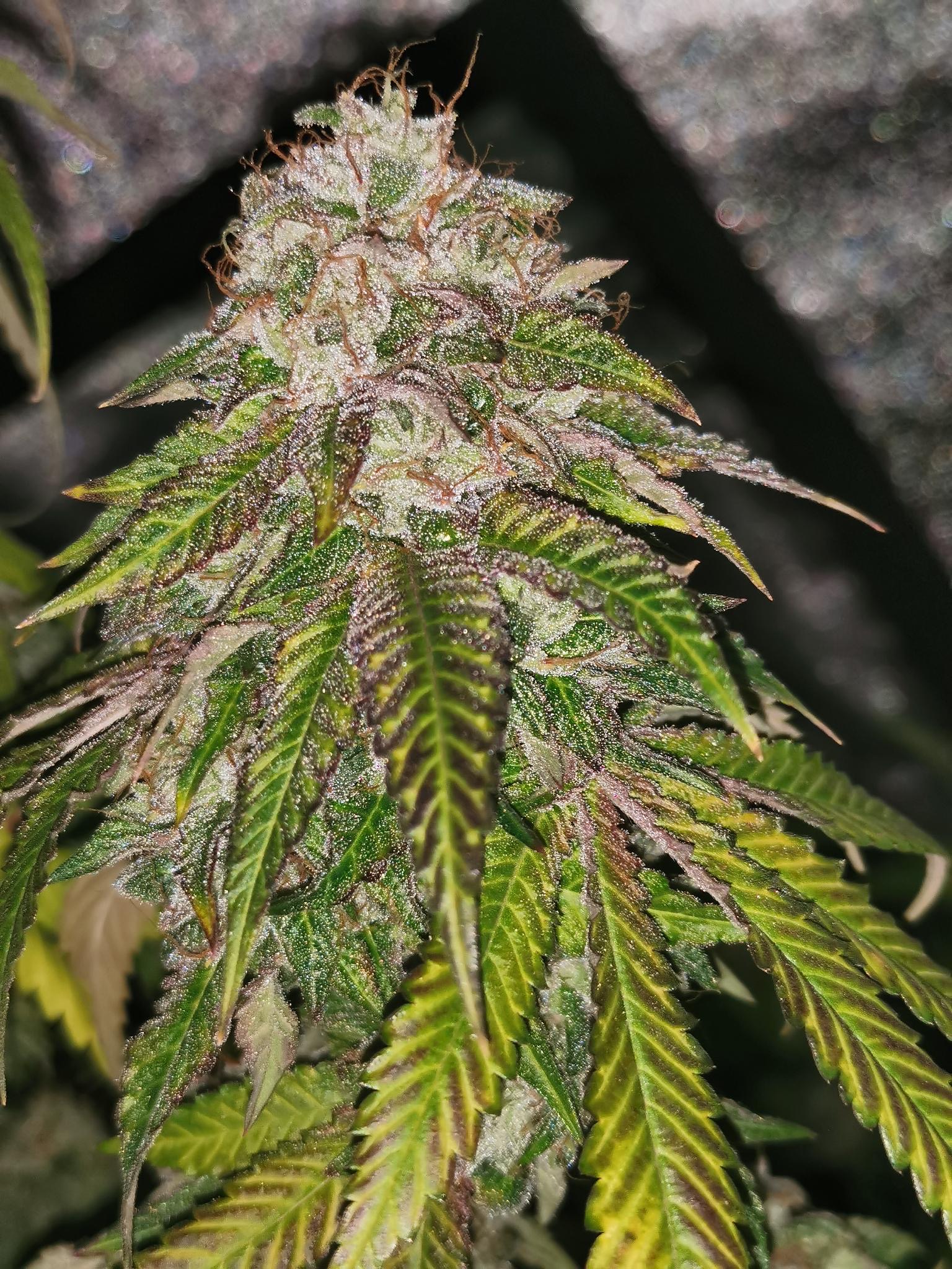 GMO Rainbowz