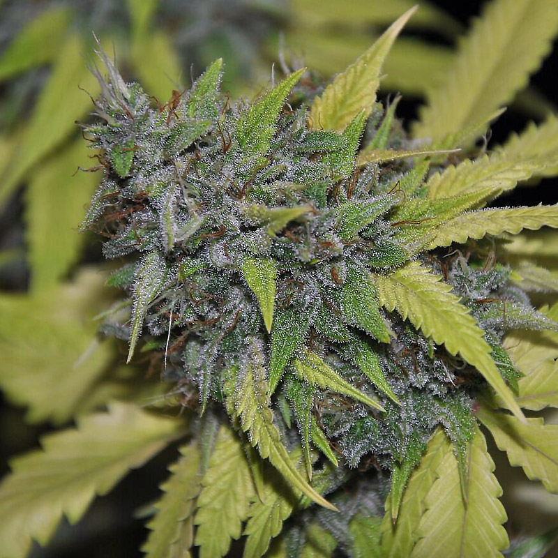 grandaddy-confidential-image