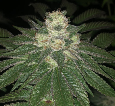 Lemon Sherbert