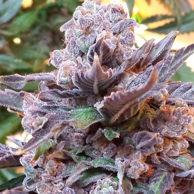Purple Strawberry Bliss