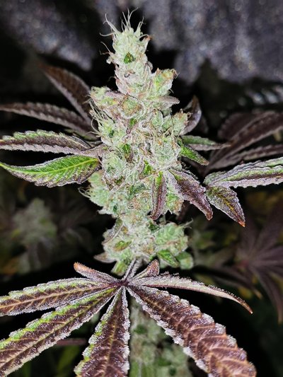 Sour Kuntz