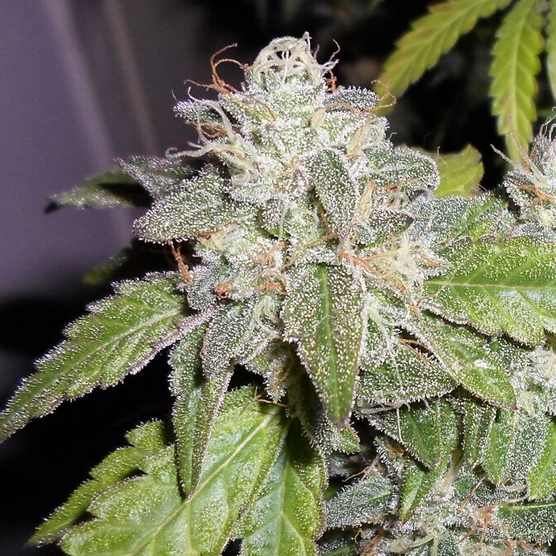sourwalker-kush-image