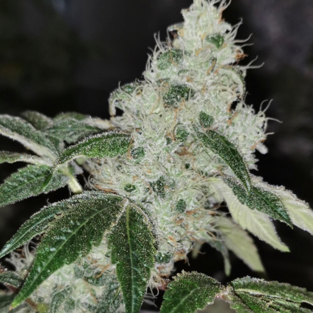 sowah-sherbert-image
