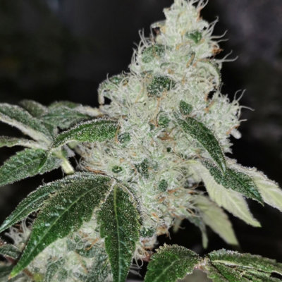 Sowah Sherbert