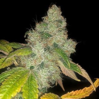 AUTO Wedding Cake