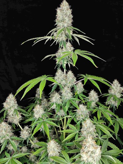 Magnum Auto
