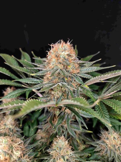 Panakeia High Terpenes