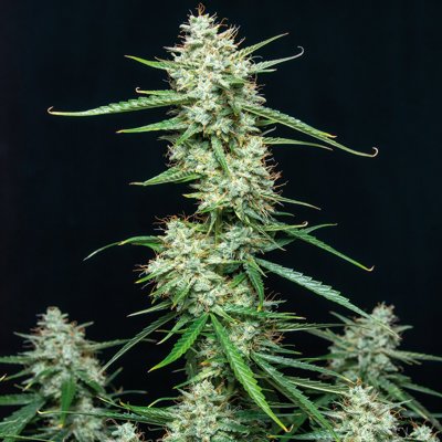 Syrup Auto