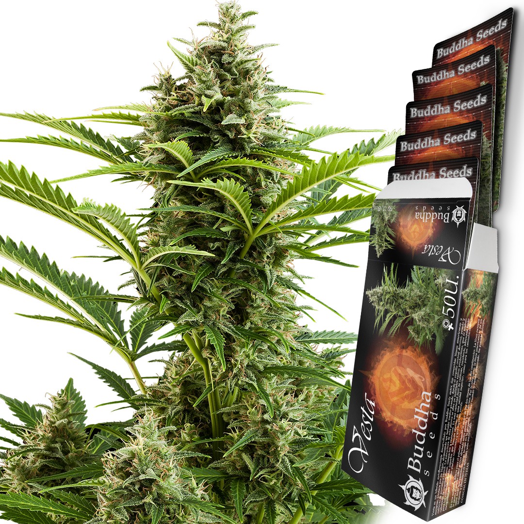 vesta-autoflowering-image
