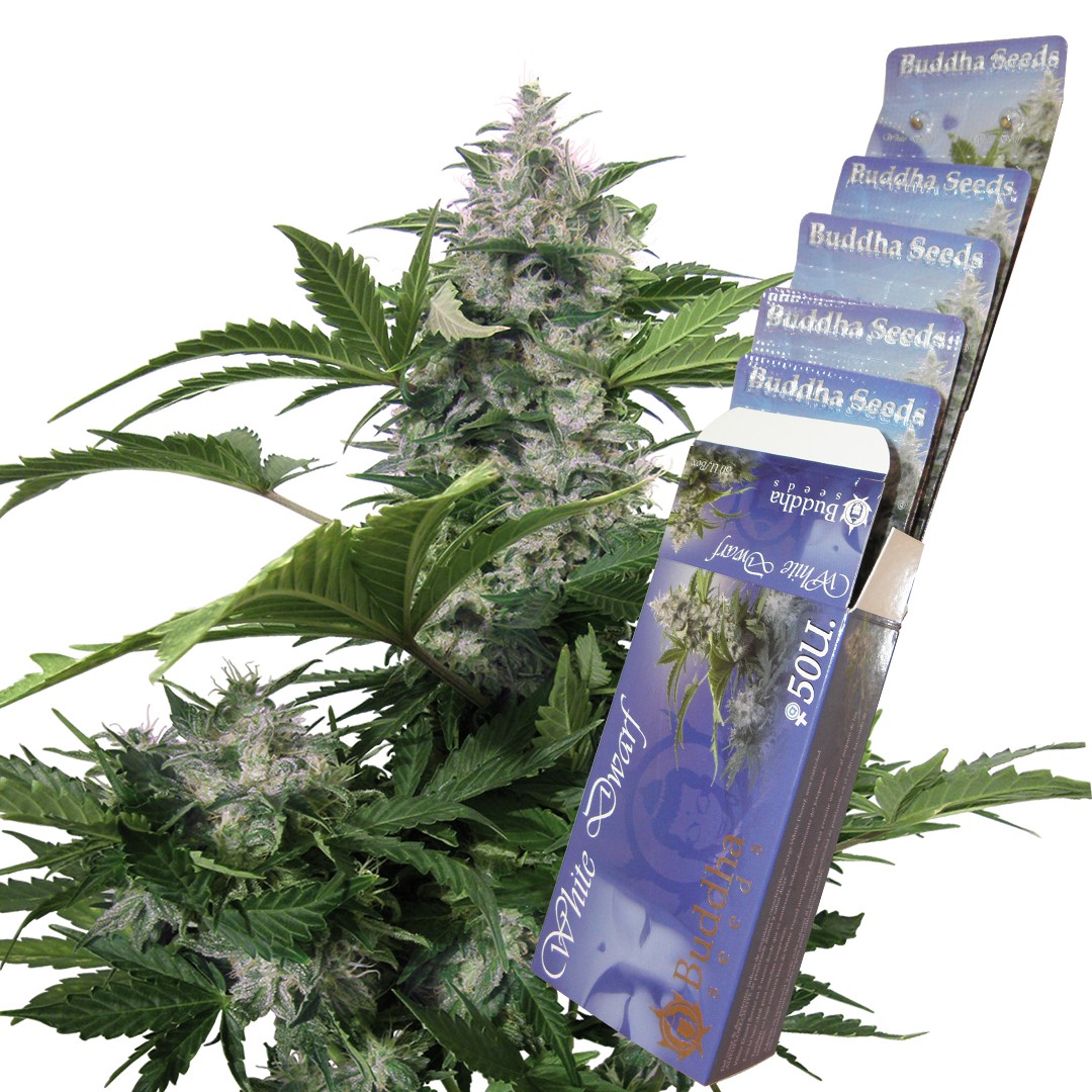 white-dwarf-auto-image