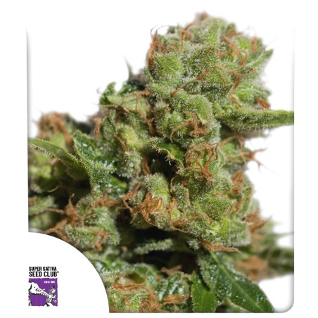 auto-bruce-lemon-diesel-image