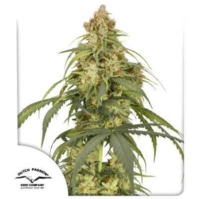 Auto CBD-Victory®