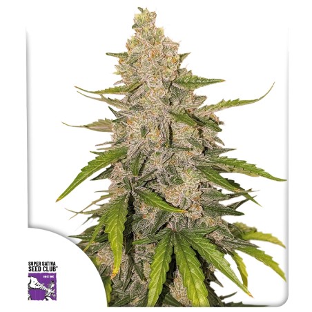auto-purple-og-punch-image