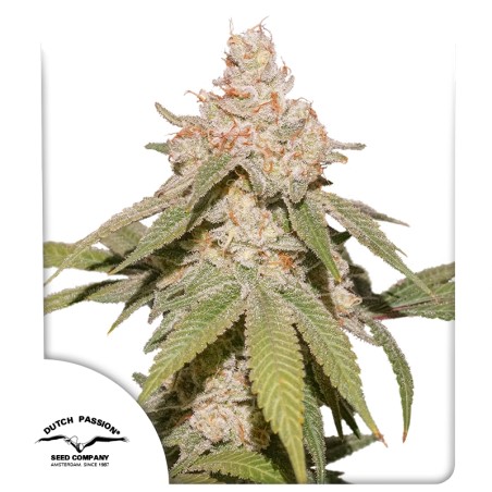 auto-sfv-og-image