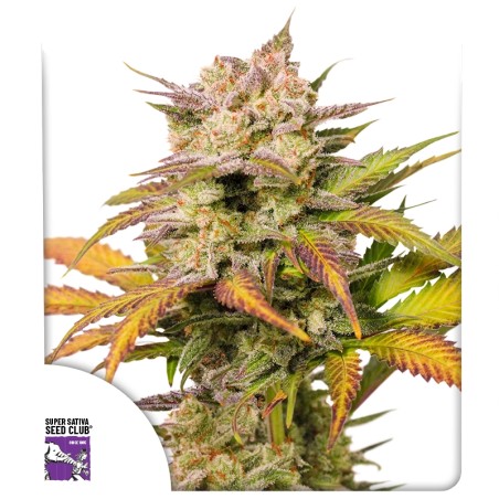 auto-sweet-bourbon-kush-image