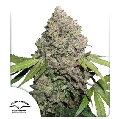 CBD Charlotte’s Angel®