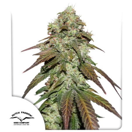 cbd-mazar-image