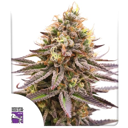 gsg-image