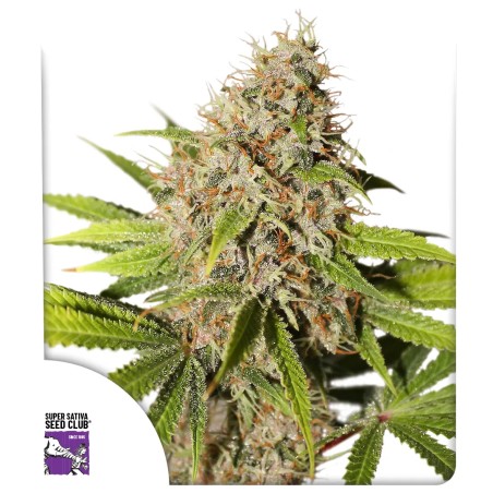 pineapple-poison-image