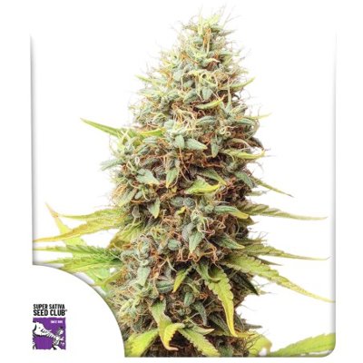 Sour Tangie Dawg