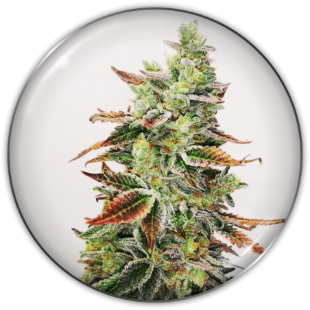 banana-purp-image