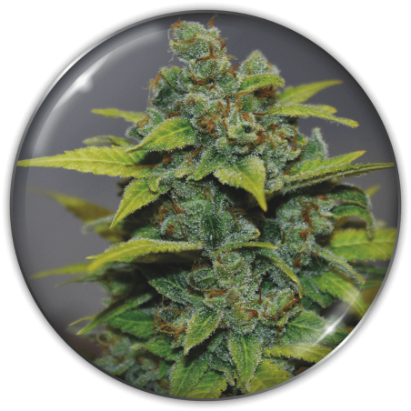 banana-zkittlez-image