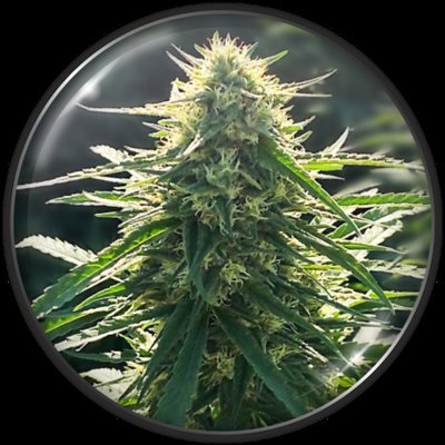 BioRelief CBD