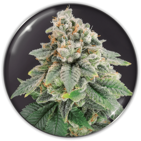 bluehell-cbd-image
