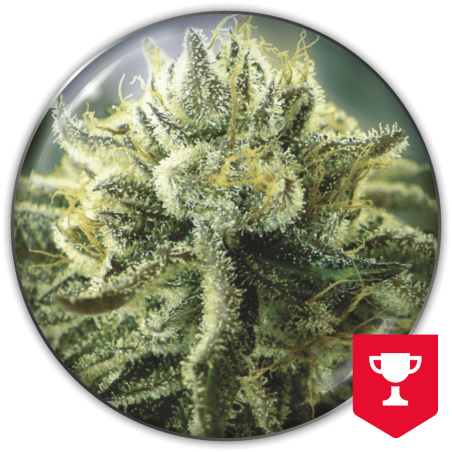 canadian-kush-2.0-image
