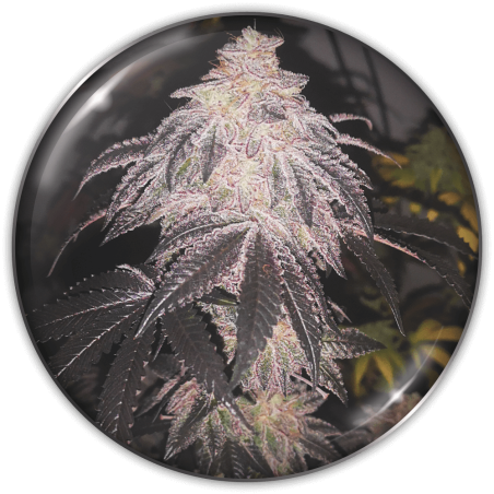 cookies-sherbert-image