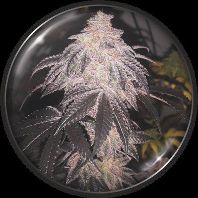 Cookies Sherbert