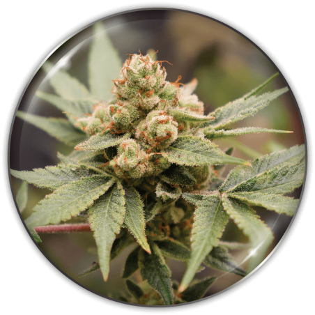 Grape CBD
