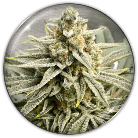 grape-fuel-image