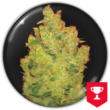 jack-la-mota-image