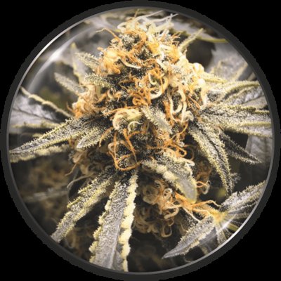 Recovery CBD