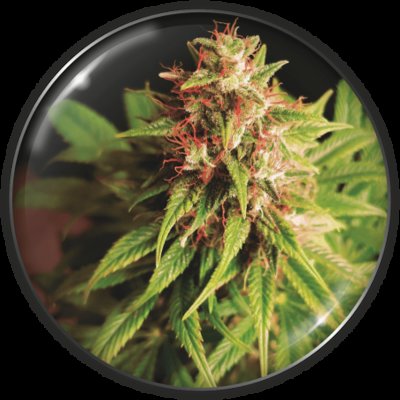 Red Cross CBD