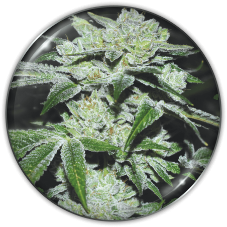 sour-glue-image