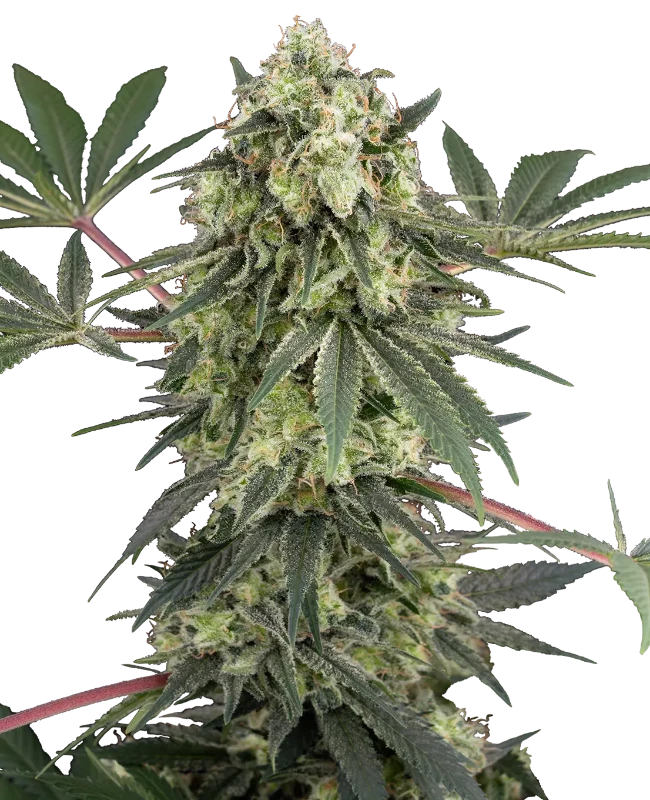 acai-bacio-feminized-image