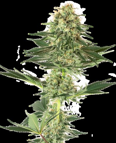 Banana Kush Feminized