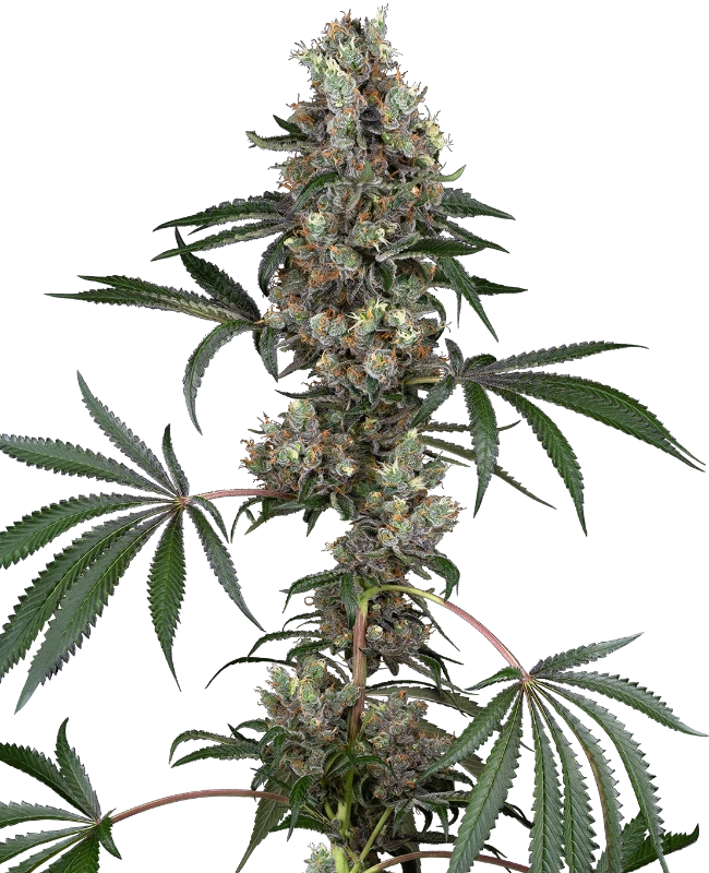 chemberries-feminized-image