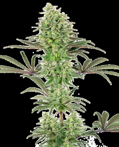 Double Banana Kush Feminized