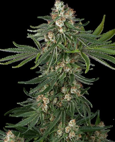 Fallout OG Feminized