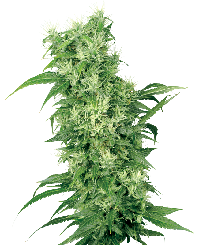 female-mix-image