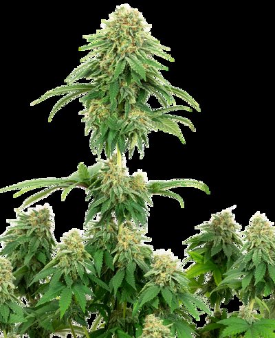 Girl Scout Cookies Feminized