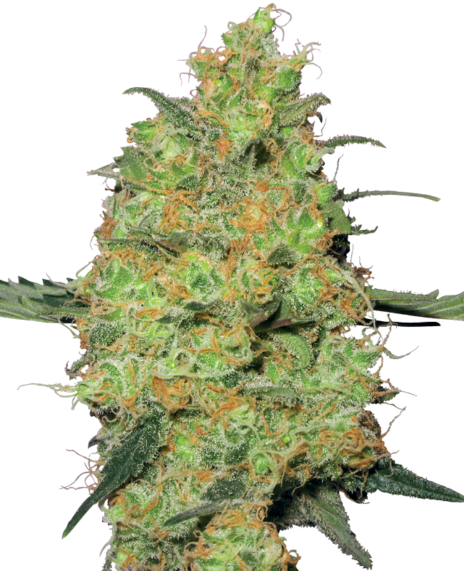 master-kush-image